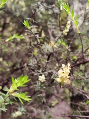 Archeria traversii (Archeria traversii)