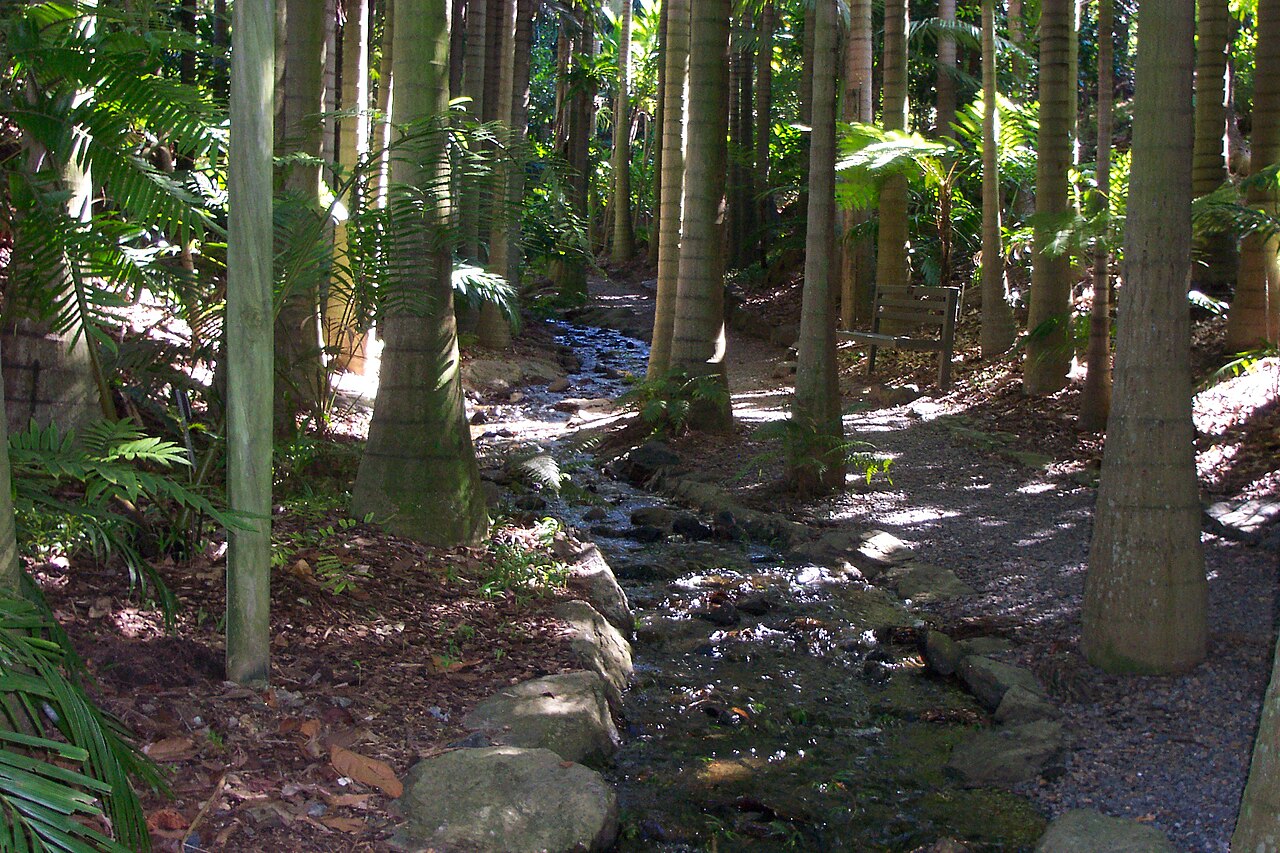 Alexandra palm: These Alexandra palms are set in the secluded Tropical Rainforest section of the 27 ha Australian Plant Communities in Brisbane Botanic Gardens.