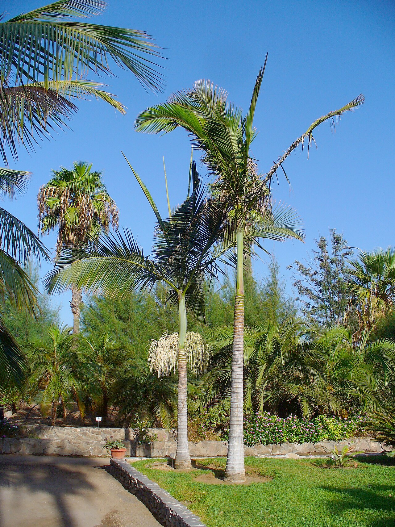 Alexandra palm: Alexandra palm, habitus; Botanical Garden Maspalomas , Gran Canaria , Canary Islands , Spain