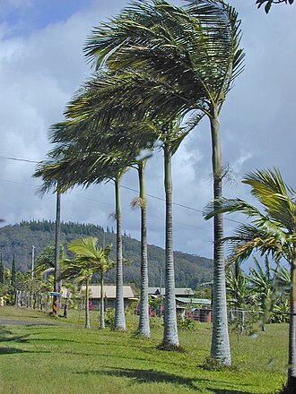 Alexandra palm: Archontophoenix alexandrae (habit). Location: Maui, Haiku