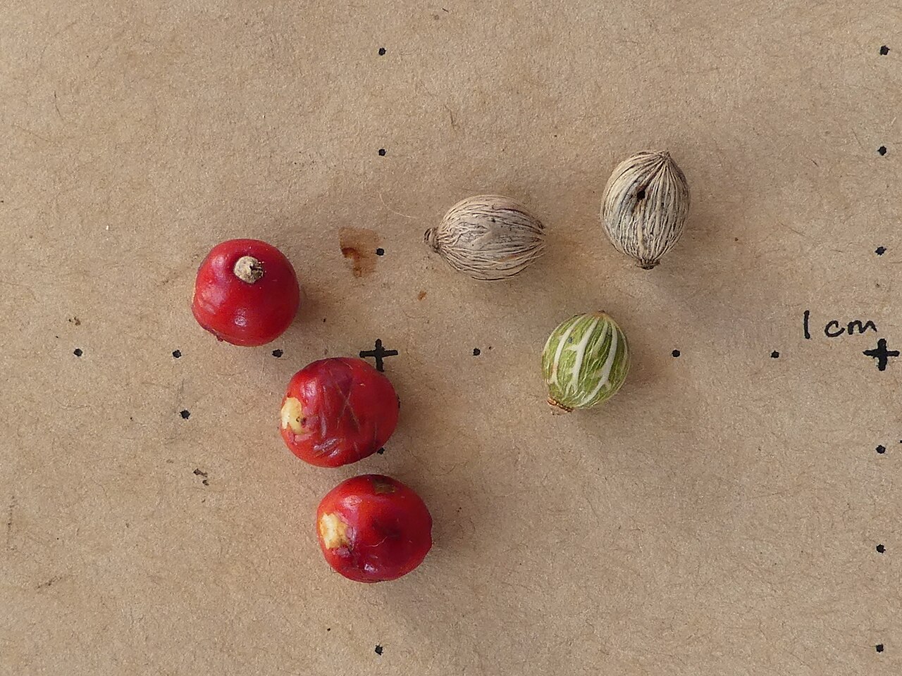 Alexandra palm: Archontophoenix alexandrae fruits and seeds