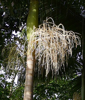 Alexandra palm: Archontophoenix alexandrae flowering in the tropical rainforest of north Queensland, Australia.