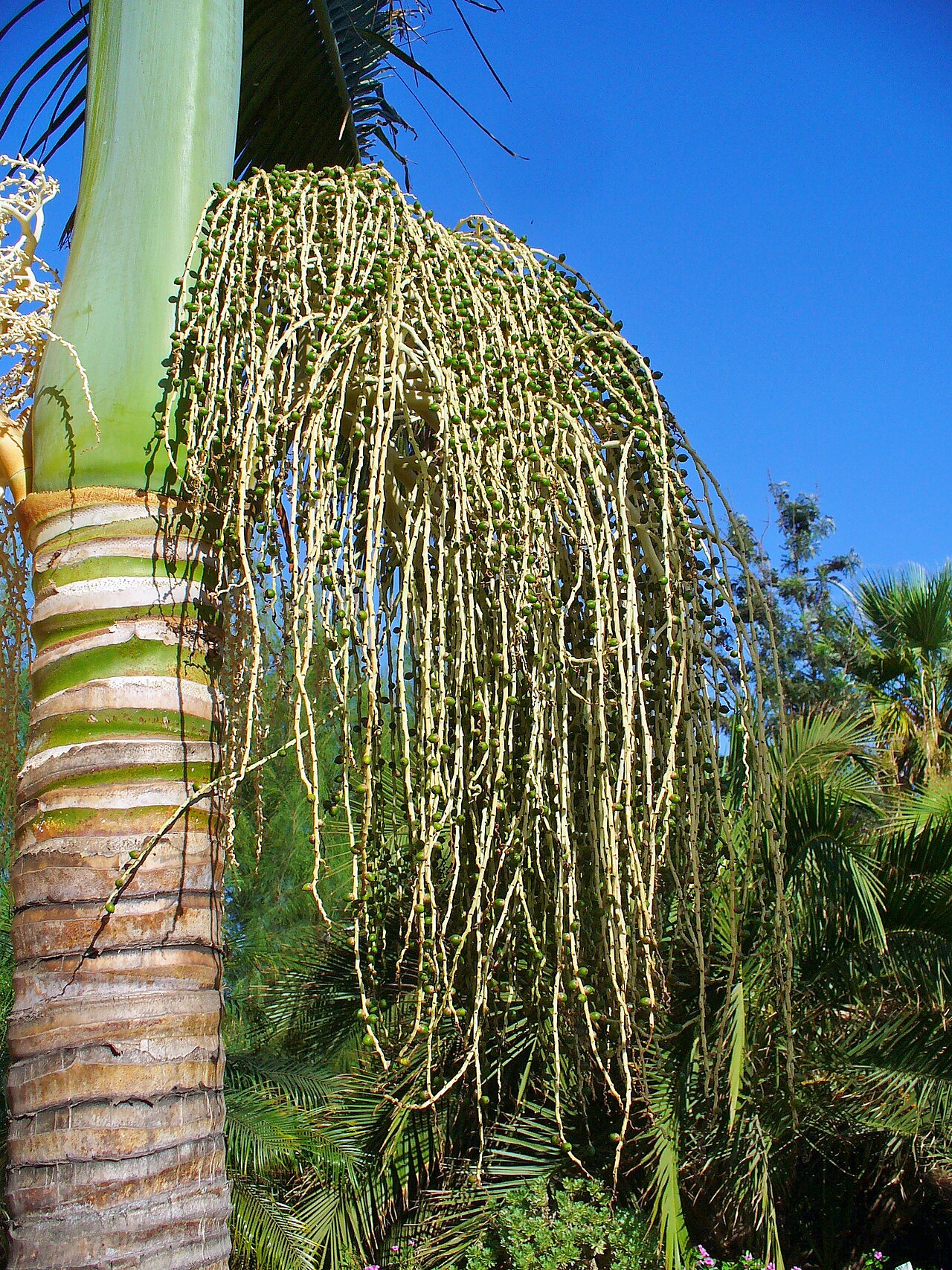 Alexandra palm: Alexandra palm, fruits; Botanical Garden Maspalomas , Gran Canaria , Canary Islands , Spain