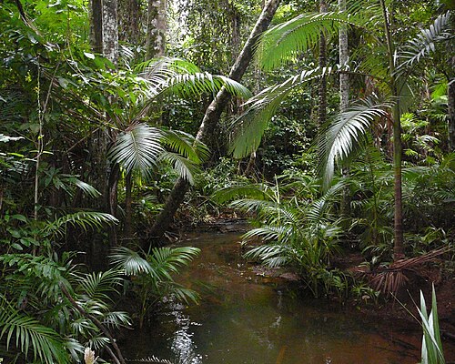 Alexandra palm: Archontophoenix alexandrae growing in littoral rainforest in north Queensland, Australia.