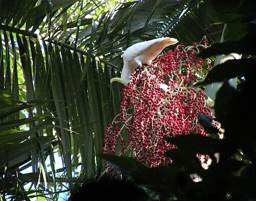 Alexandra palm: Archontophoenix alexandrae fruiting with Sulphur-crested Cockatoos feeding, in the tropical rainforest of north Queensland, Australia.