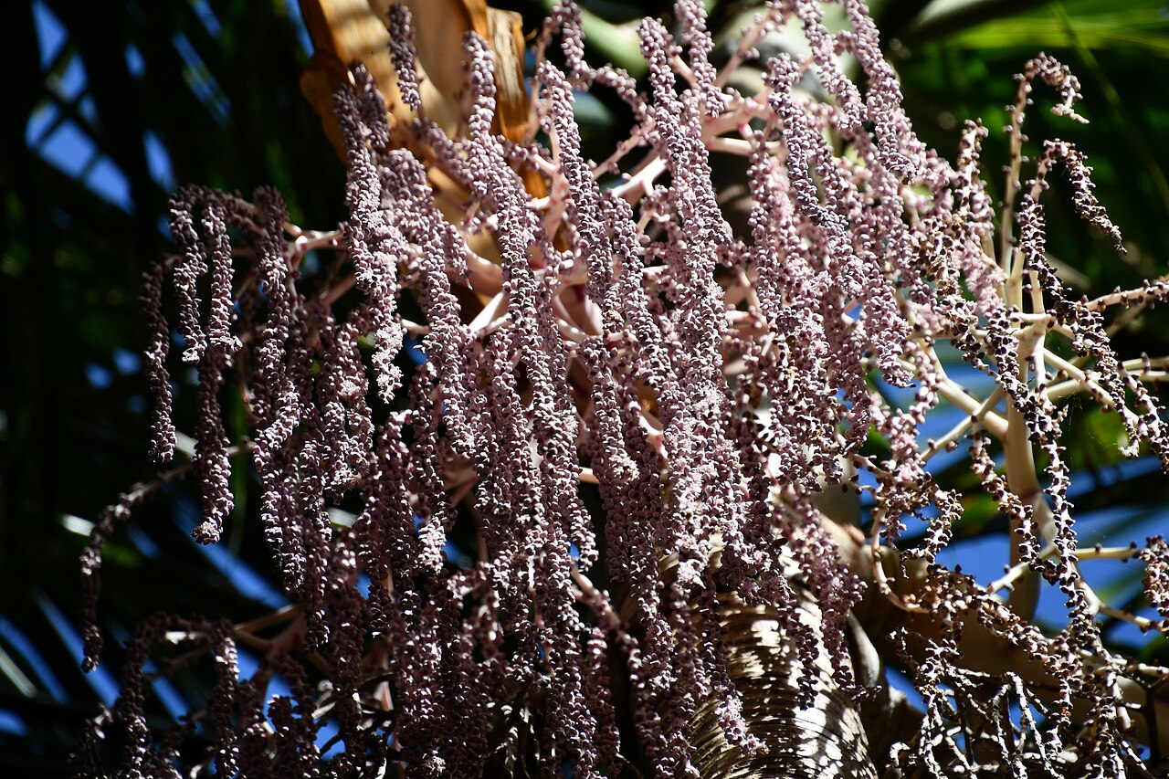 Bangalow palm: Piccabeen Palm