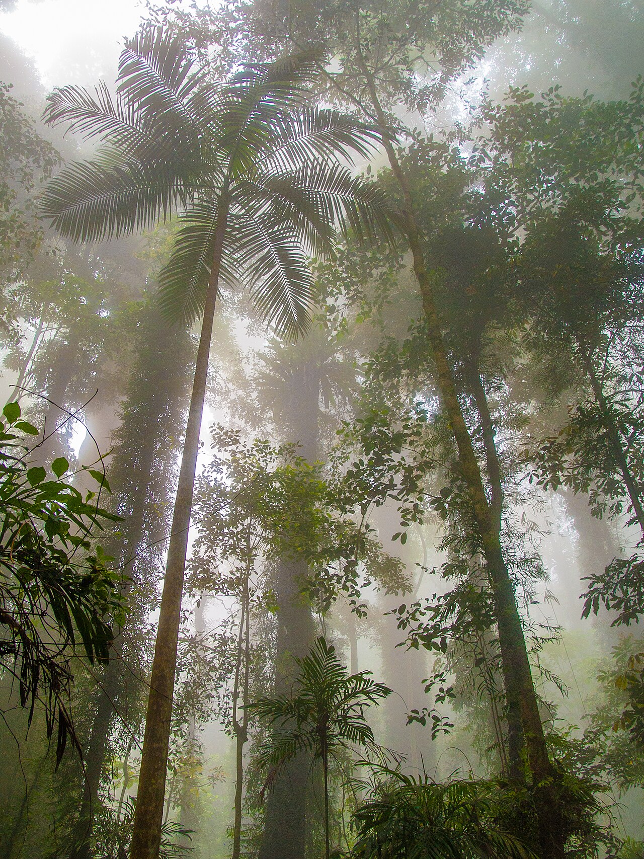 Bangalow palm: Looking upwards at a bangalow palm (Archontophoenix cunninghamiana) and other plants making up the canopy of subtropical rainforest in Dorrigo National Park, Ne