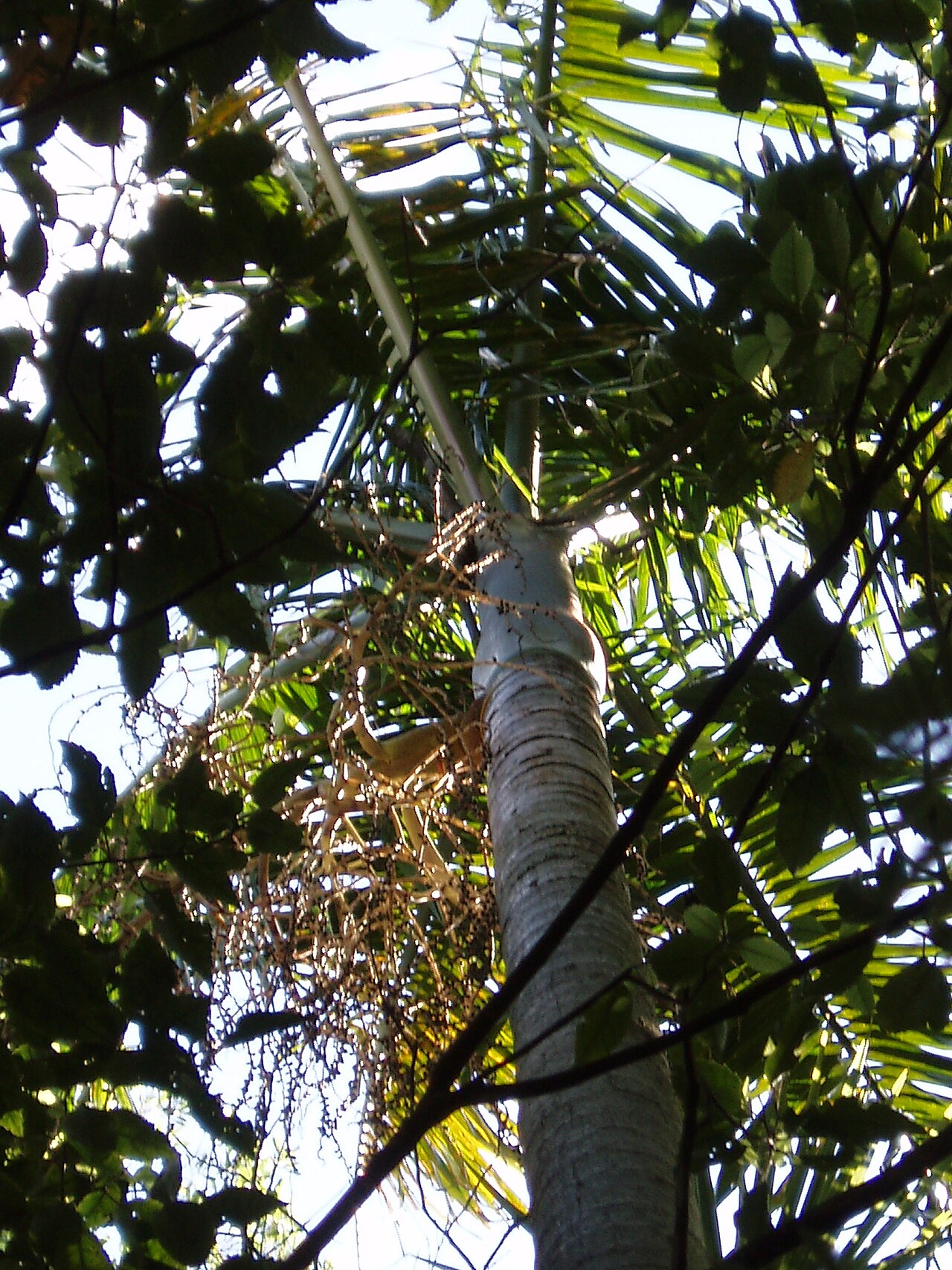 Bangalow palm (Archontophoenix cunninghamiana)