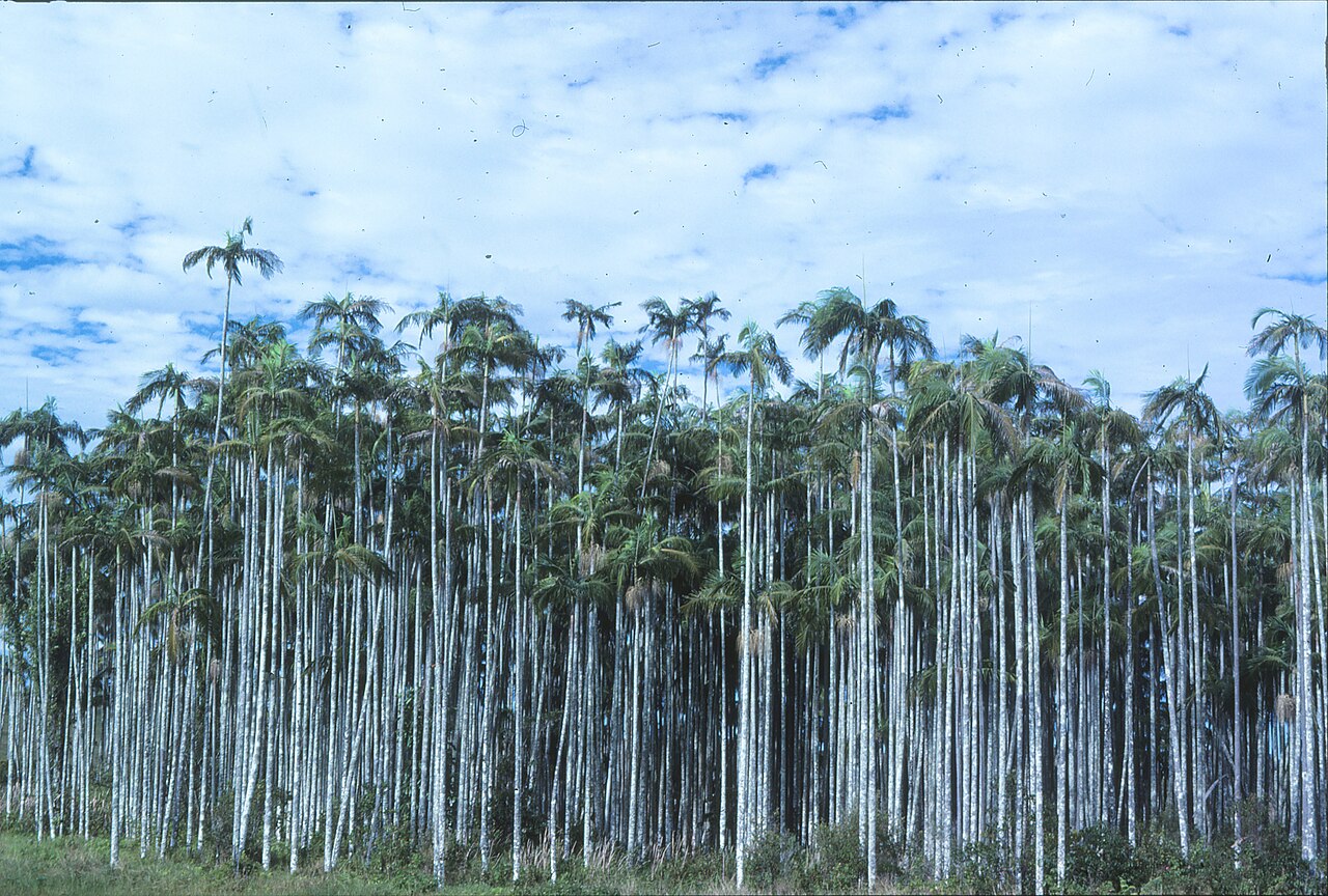 Bangalow palm: Archontophoenix cunninghamiana Bryron Bay New South Wales