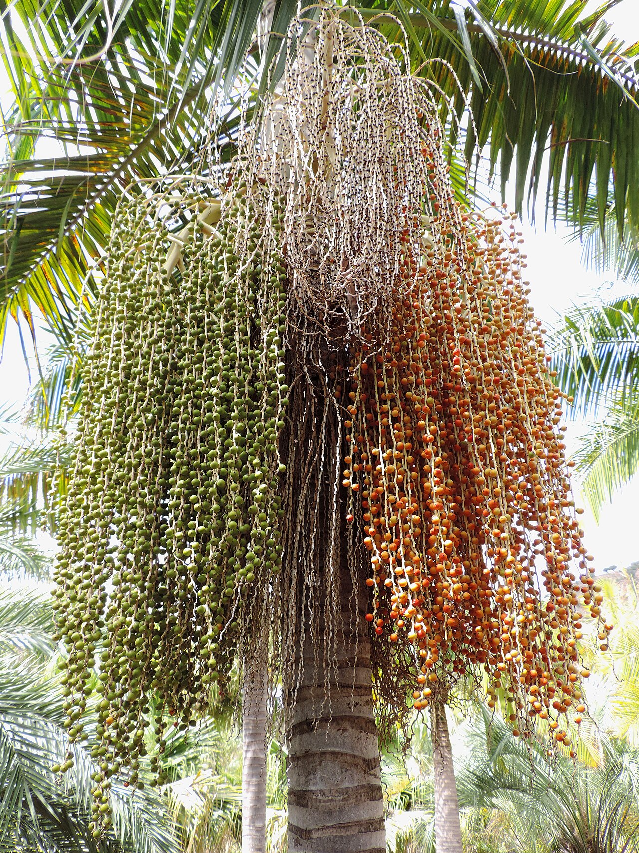 Bangalow palm: Archontophoenix cunninghamiana in Jardín Botánico Canario Viera y Clavijo, Gran Canaria