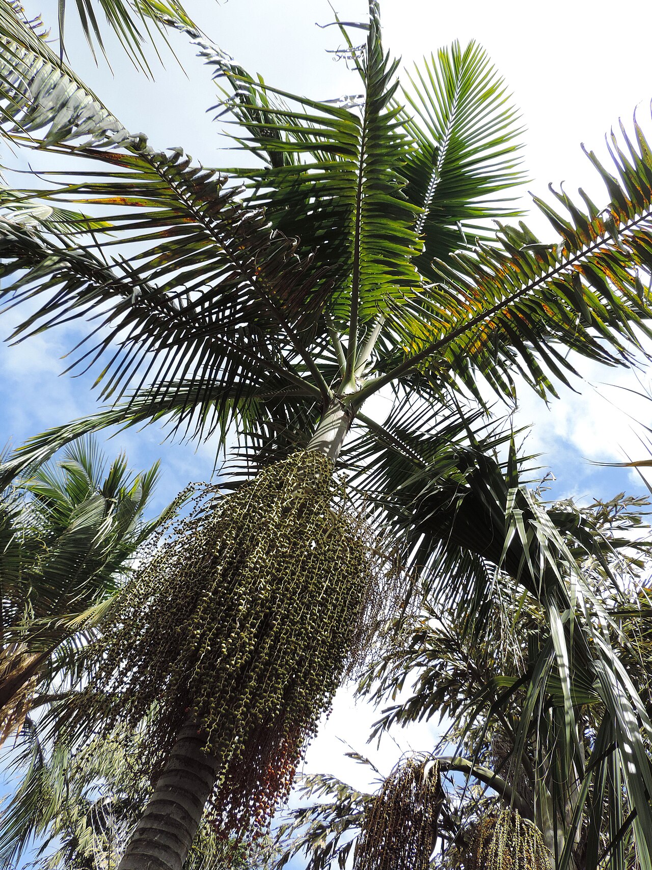 Bangalow palm: Archontophoenix cunninghamiana in Jardín Botánico Canario Viera y Clavijo, Gran Canaria