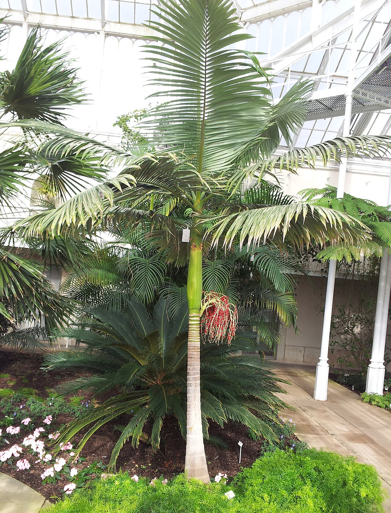 Bangalow palm: Archontophoenix cunninghamiana im Palmenhaus in Dresden-Pillnitz