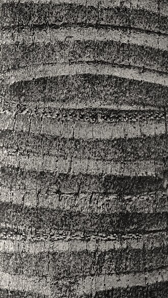 Bangalow palm: Archontophoenix cunninghamiana
