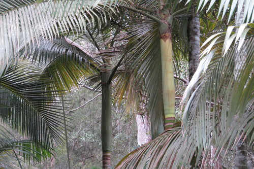 Walsh River palm (Archontophoenix maxima)