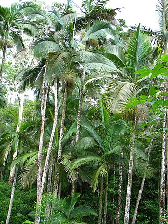 Walsh River palm: Archontophoenix maxima along a creek in moist eucalypt forest in the Herberton Range, Atherton Tableland, north Queensland.