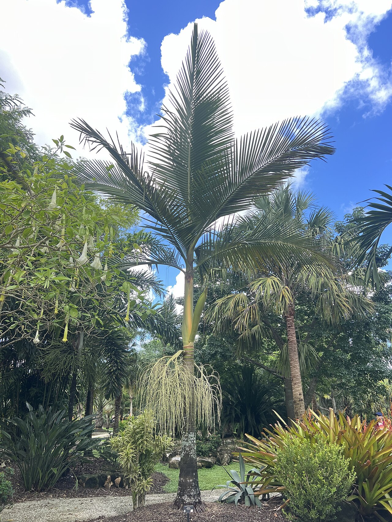 Myola palm: Archontophoenix myolensis, cultivated in South Florida, USA