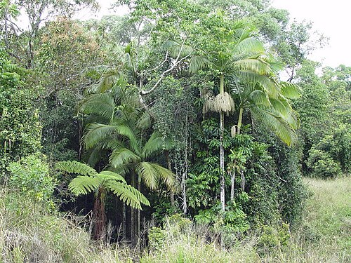 Myola palm: Archontophoenix myolensis . A local species of bangalow palm that only occurs along creeks in the Myola district and also a few tens of kilometres further north