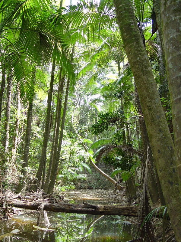 Myola palm: Archontophoenix myolensis A local species of bangalow palm that only occurs along creeks in the Myola district and also a few tens of kilometres further north a
