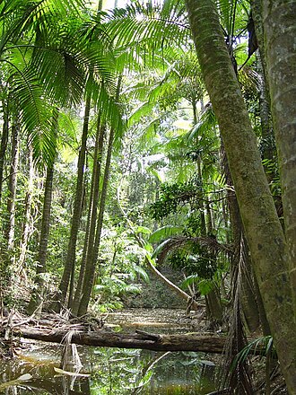 Myola palm: Archontophoenix myolensis A local species of bangalow palm that only occurs along creeks in the Myola district and also a few tens of kilometres further north a
