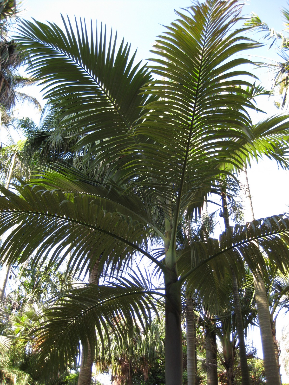 Lewis king palm: This photo is from Gardenology.org and is available under CC-BY-SA 3.0 license. If you use it, please include attribution to Gardenology.org, with a link if the