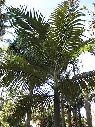 Lewis king palm: This photo is from Gardenology.org and is available under CC-BY-SA 3.0 license. If you use it, please include attribution to Gardenology.org, with a link if the