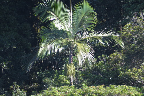 Lewis king palm (Archontophoenix purpurea)