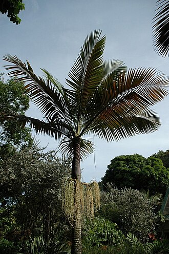 Lewis king palm: Archontophoenix purpurea habit