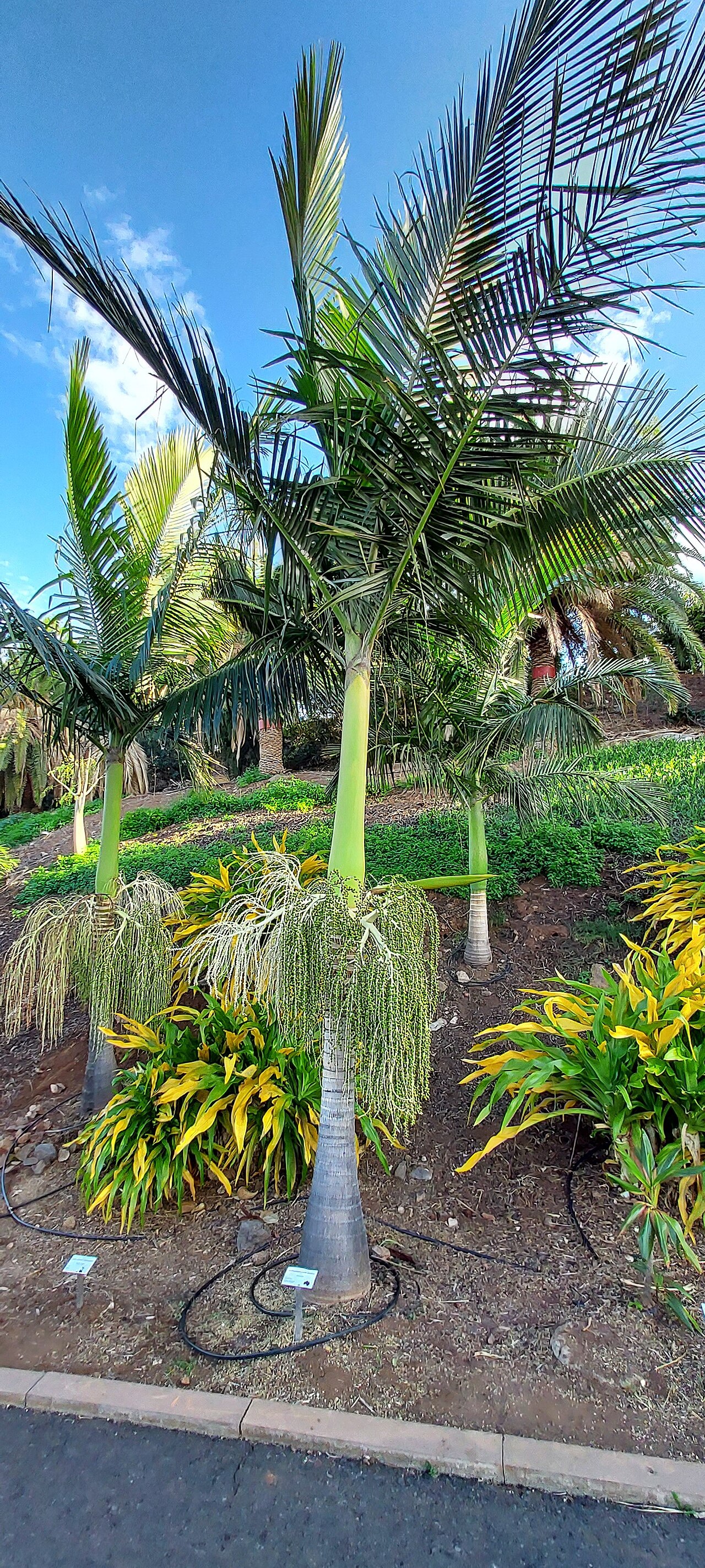 Archontophoenix tuckeri: Rocky River palm