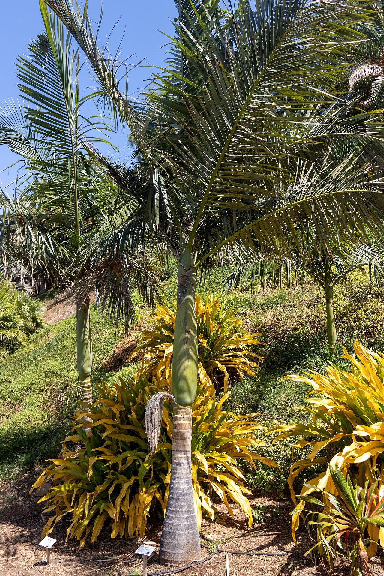 Archontophoenix tuckeri: At Palmetum de Santa Cruz de Tenerife 2022.