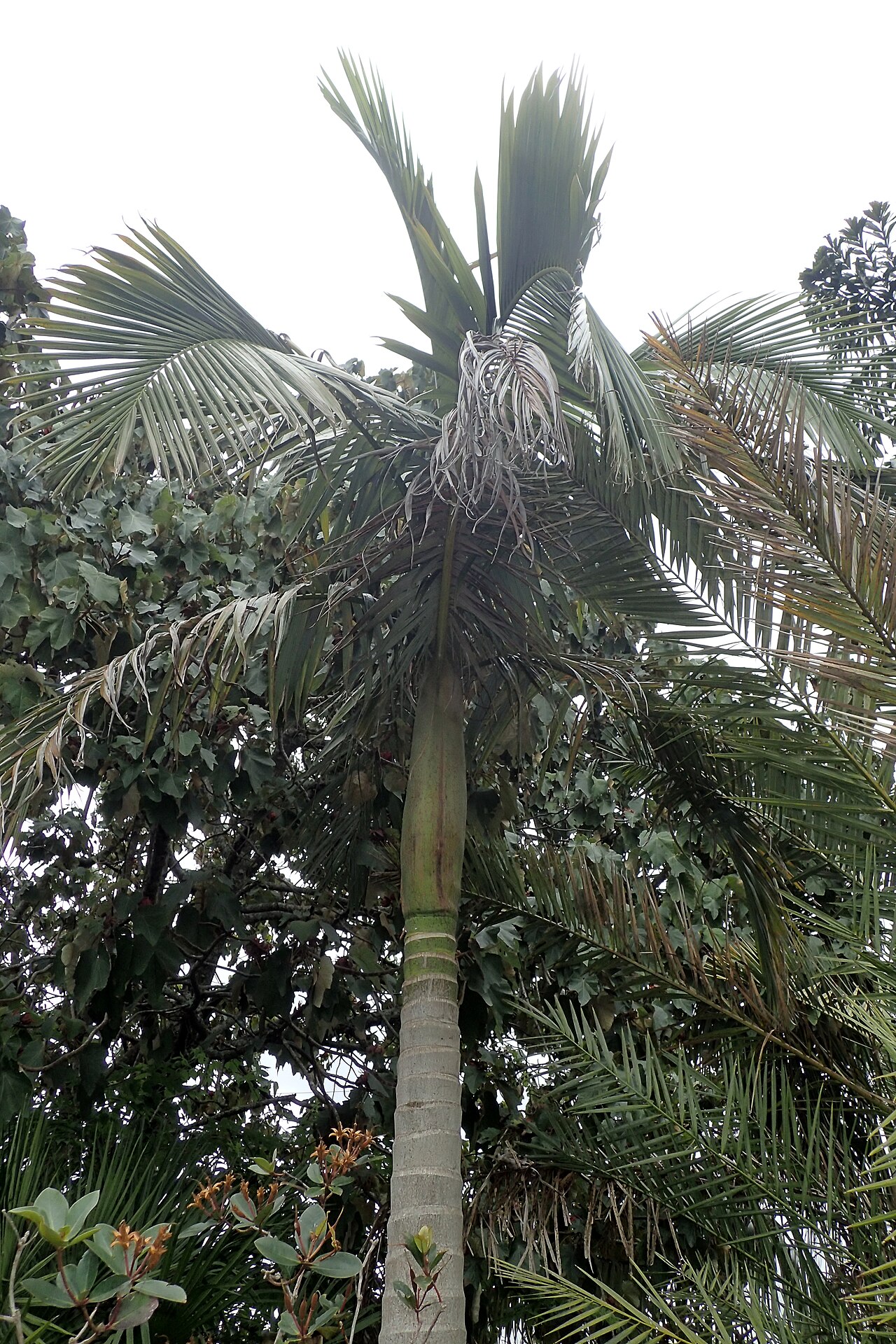 Archontophoenix tuckeri: Archontophoenix tuckeri in Auckland Botanic Gardens
