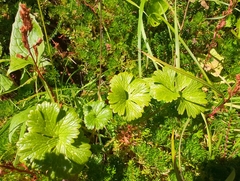 Cooley’s buttercup (Arcteranthis cooleyae)