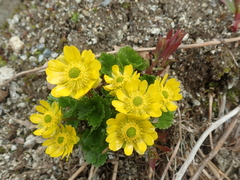 Cooley’s buttercup (Arcteranthis cooleyae)