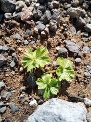 Cooley’s buttercup (Arcteranthis cooleyae)