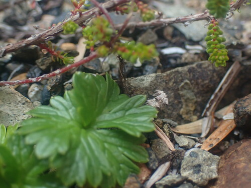 Cooley’s buttercup (Arcteranthis cooleyae)