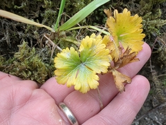 Cooley’s buttercup (Arcteranthis cooleyae)