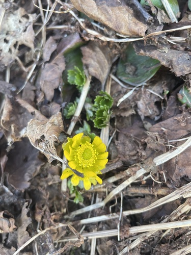 Cooley’s buttercup (Arcteranthis cooleyae)