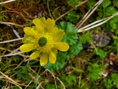 Cooley’s buttercup (Arcteranthis cooleyae)