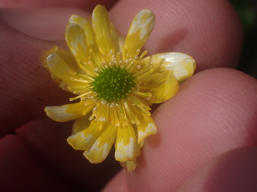 Cooley’s buttercup (Arcteranthis cooleyae)