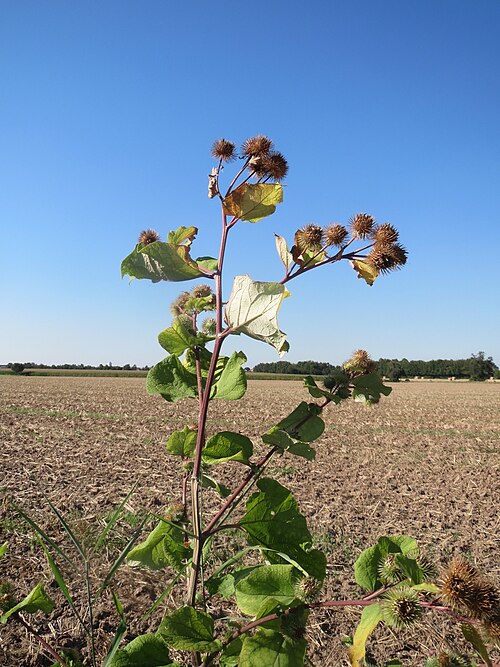 Greater burdock: Große Klette ( Arctium lappa') bei Reilingen