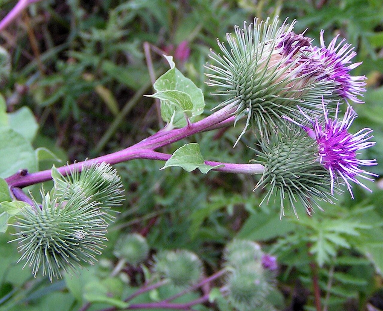 Greater burdock (Arctium lappa)