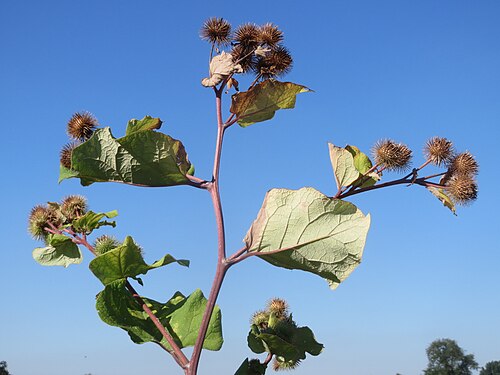 Greater burdock: Große Klette ( Arctium lappa') bei Reilingen