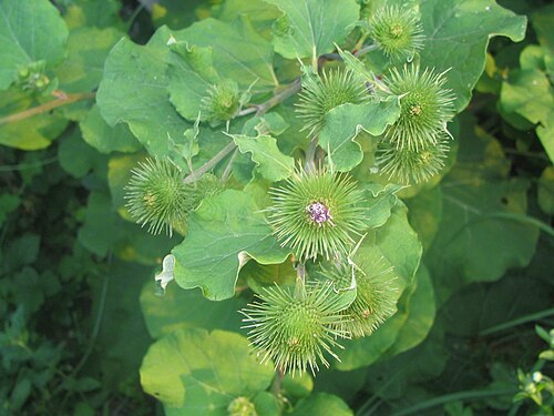 Greater burdock (Arctium lappa)