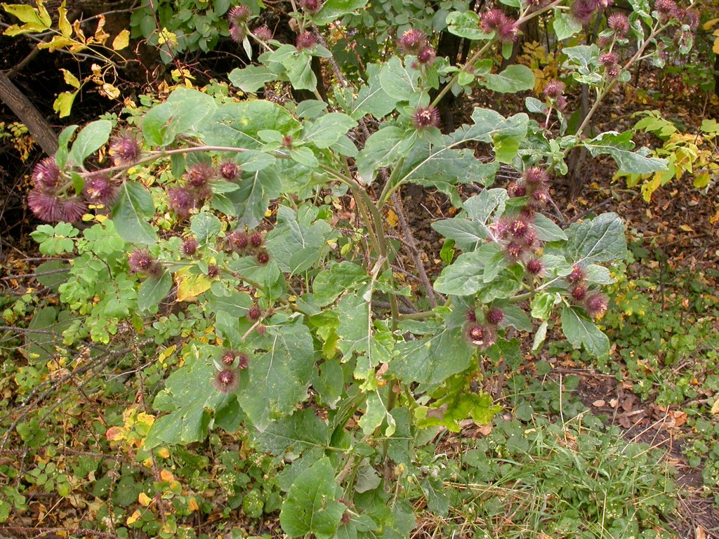Greater burdock: Arctium as a strong predilection for frequently disturbed settings.