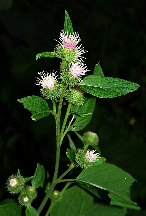 Greater burdock: Łopian większy