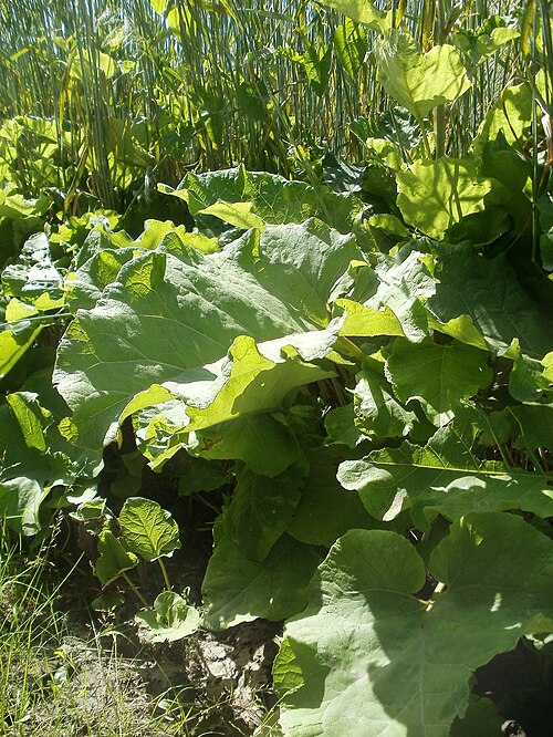Greater burdock: Große Klette ( Arctium lappa ) vor einem Roggenfeld bei Reilingen