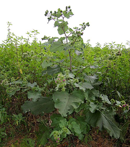 Greater burdock: Habitus of Greater Burdock , Arctium lappa (Asteraceae).