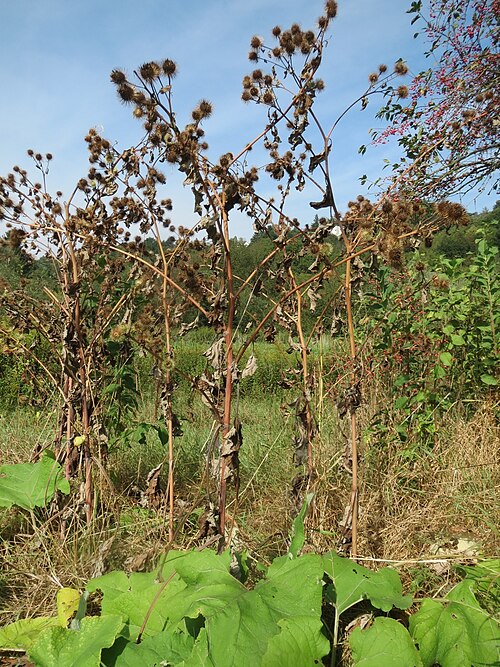 Greater burdock: Große Klette ( Arctium lappa ) im Landschaftsschutzgebiet „Tabakmühlental - Oberster Weiher“ in Sankt Arnual