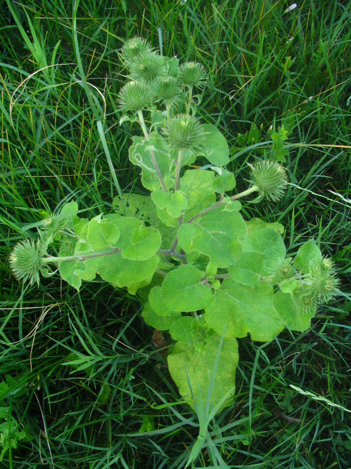 Greater burdock: Arctium lappa