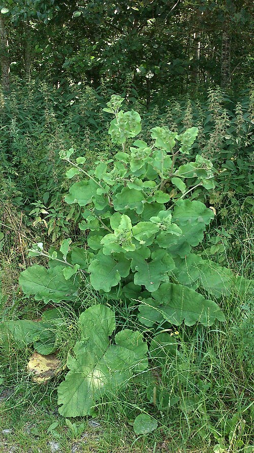 Greater burdock: Arctium lappa in a new afforestation (1993) near Aarhus.