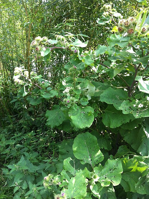Greater burdock: Arctium lappa